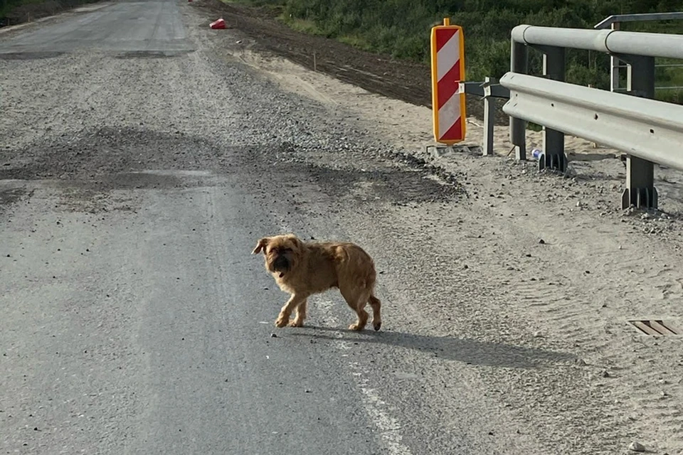 Гриффон явно попал в беду, но принять помощь людей боится. Фото: Елена Алябьева-Давыдюк
