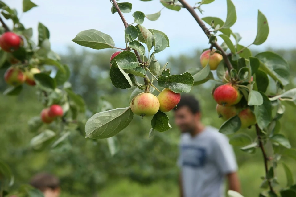 На острове Татышев поспели яблоки и ранетки Фото: Диана ИВАНОВА