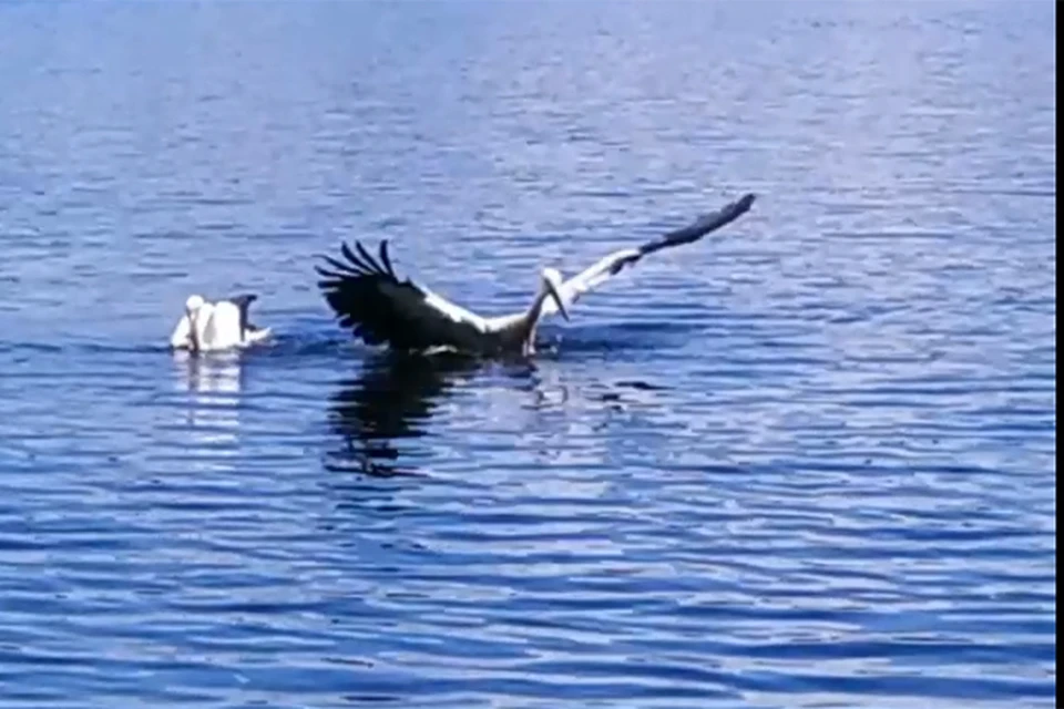В Браславском районе два молодых аиста научились плавать, хотя эти птицы не водоплавающие. Фото: кадр из видео Эмилии Варнель.