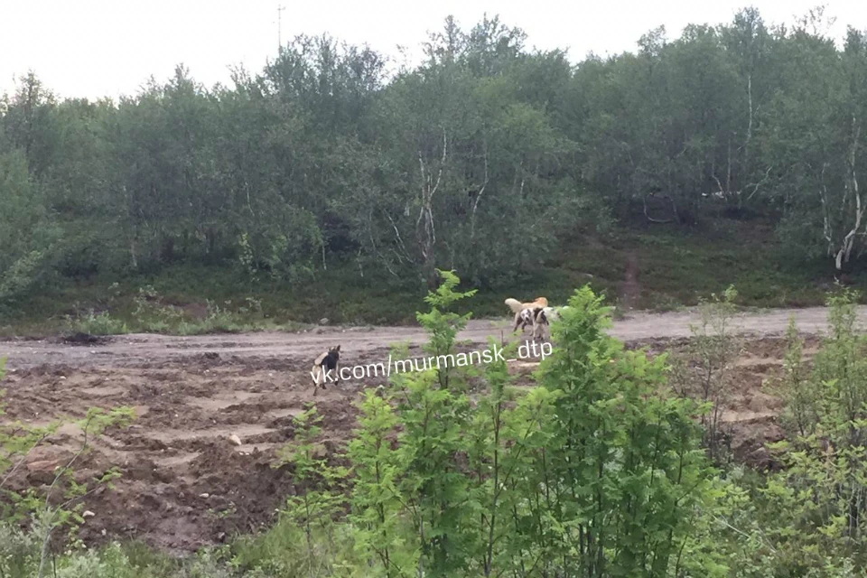 Женщина обратилась в полицию и ЕДДС. Фото: "Мурманск ДТП ЧП"