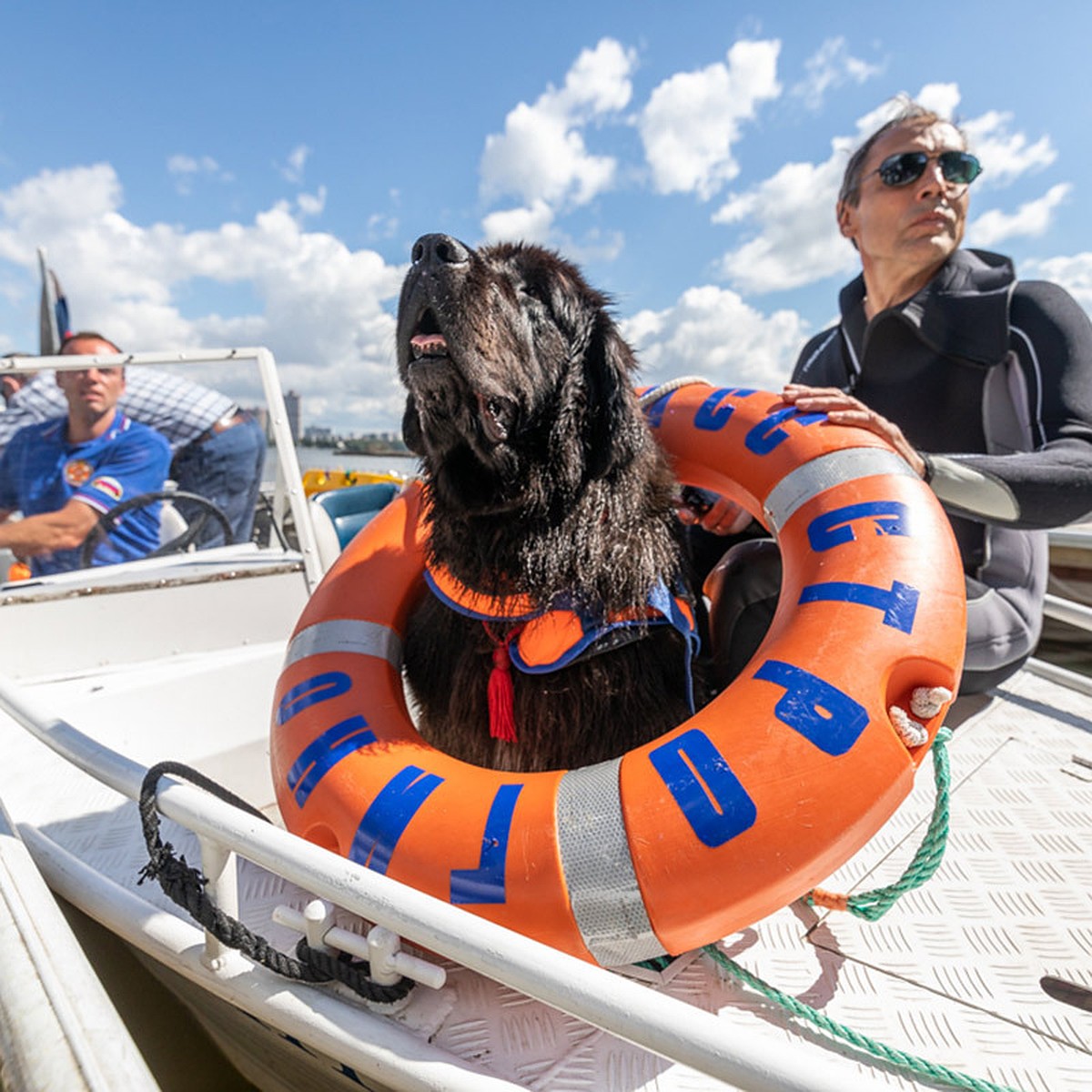 Собаки-водолазы с перепонками на лапах спасают людей на московских пляжах -  KP.RU
