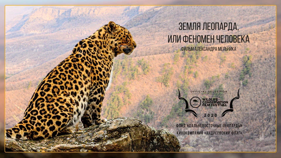 Постер документального фильма, который покажут на кинофестивале "Wildlife Conservation Film Festival". Фото: сайт национального парка "Земля леопарда"