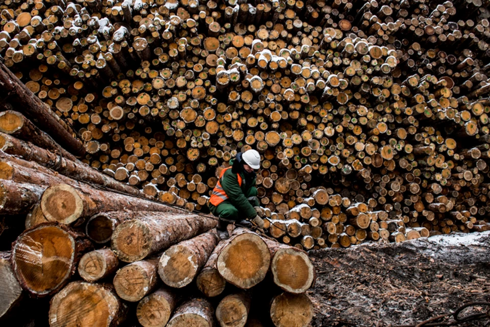 Всего за год ОПГ удалось перевезти в Китай лесоматериалы на 320 миллионов рублей.