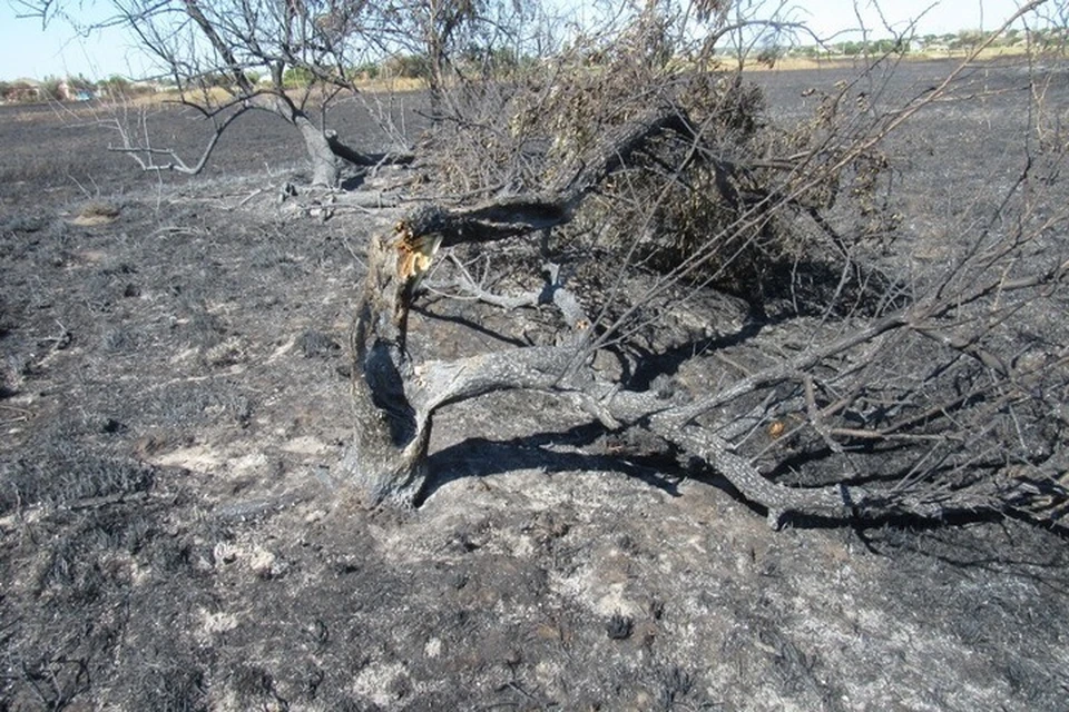 Огонь уничтожил места гнездования цапель и других птиц. Фото: Facebook/НПП «Меотида»