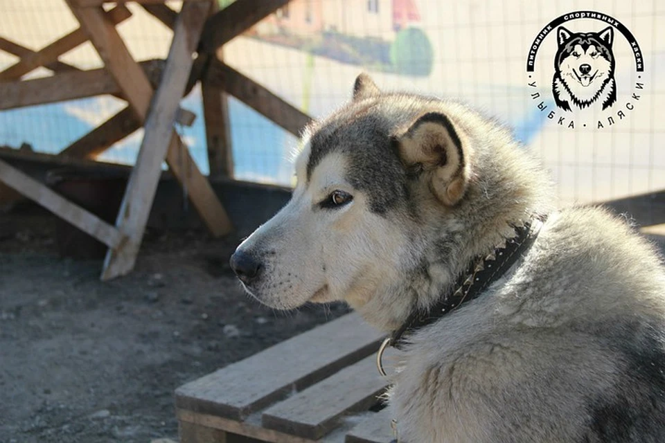 Питомнику сейчас приходится непросто. Фото: vk.com/sleddog51