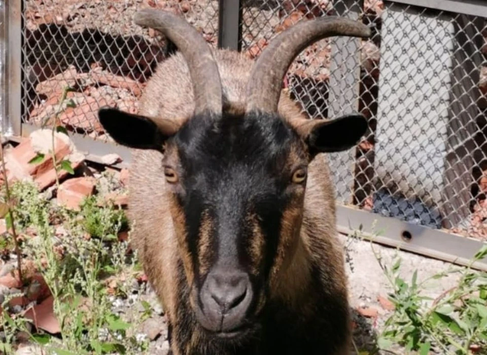 Камерунскую козу-террористку выселили из зоопарка Иркутска в деревню. Фото: Иркутская зоогалерея