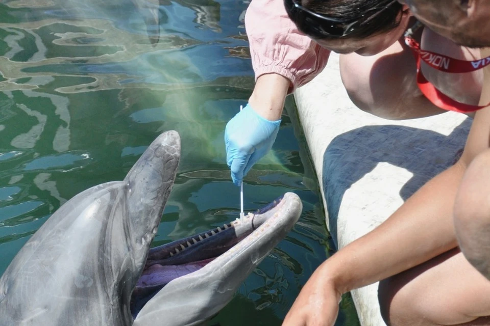 У дельфинов берут мазки, чтобы провести экспертизу. Фото: Сергей Кривохижин
