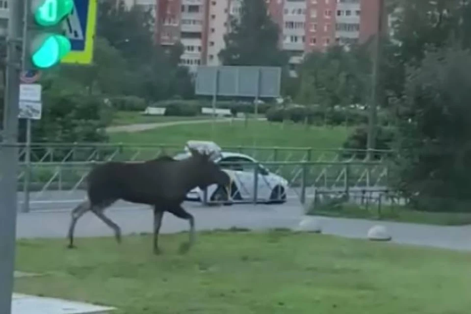 Одинокий лось прогулялся по улице в Приморском районе Петербурга
