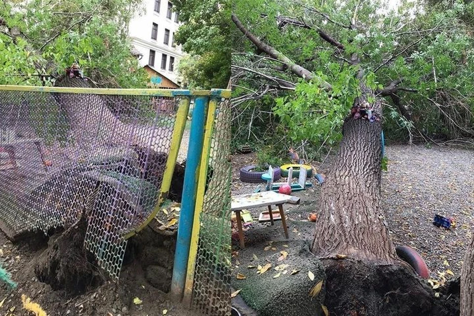 В Новосибирске на территории детского сада упало дерево. Фото: «Нетипичный Новосибирск»\https://vk.com/novosibmi