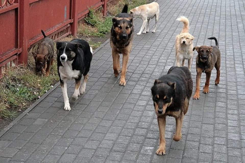В Твери хотят запретить кормить бродячих собак, а также птиц.