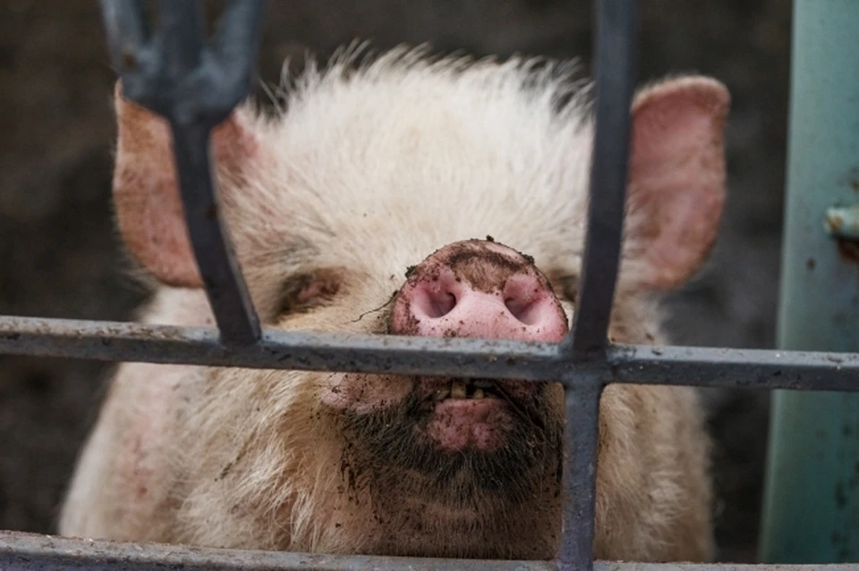 В Хабаровске выявили новый очаг африканской чумы свиней