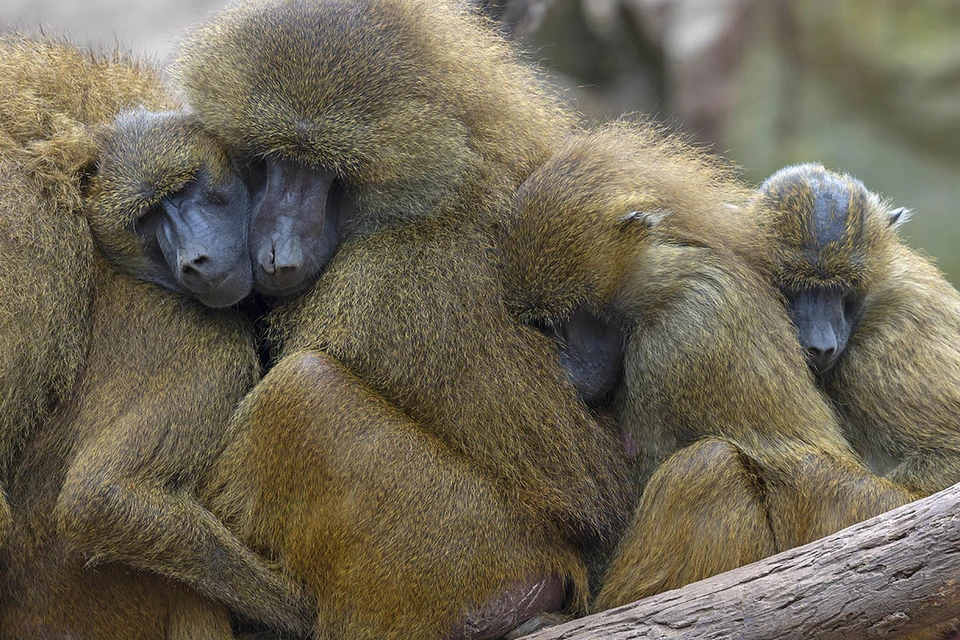 Зооактивисты требуют защиты духовной и физической жизни приматов