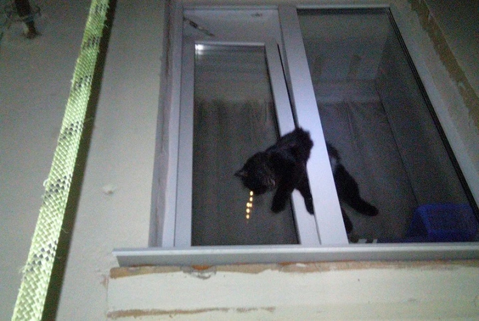 Кот застрял в пластиковом окне фото