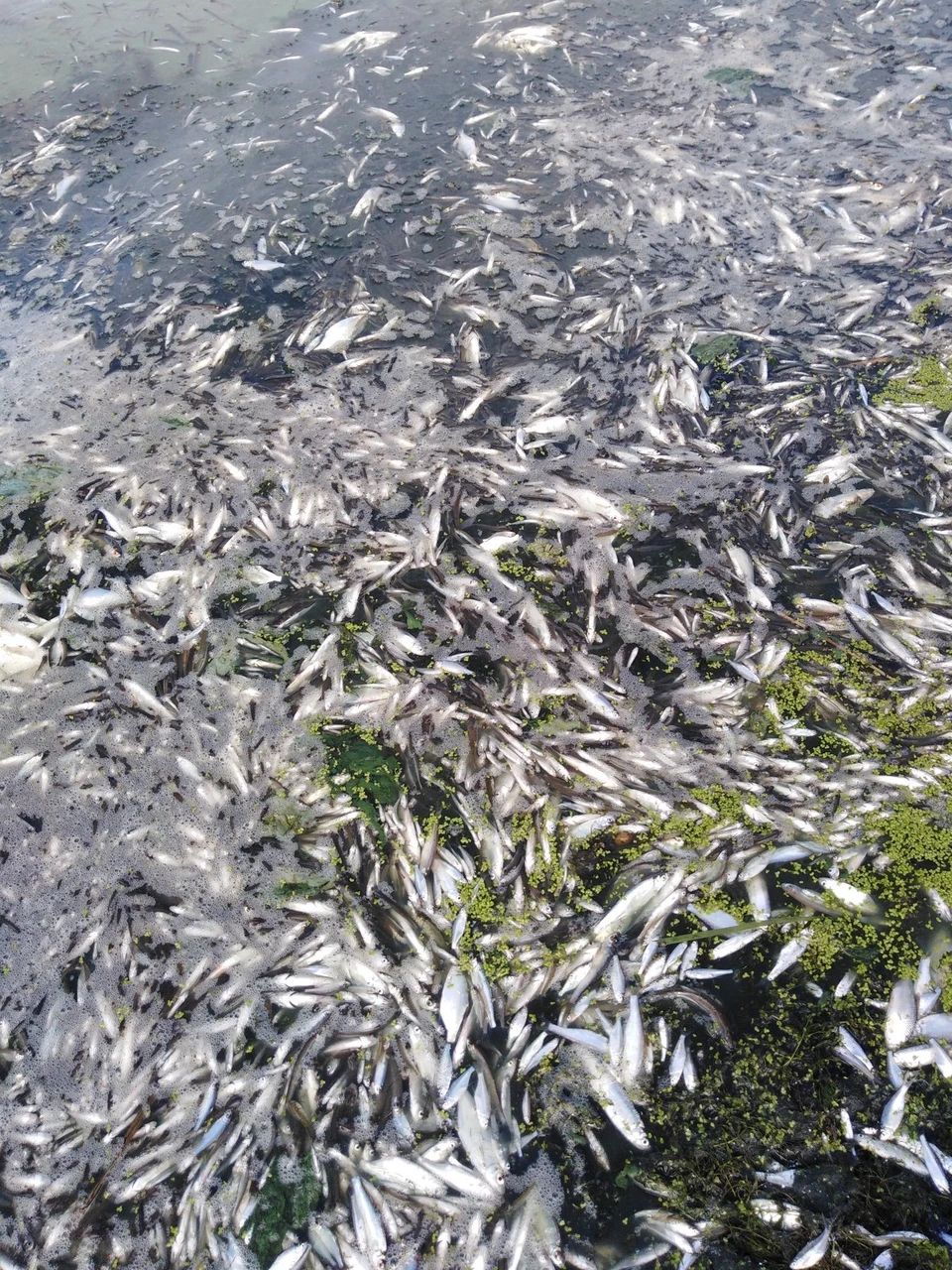 Специалисты устанавливают причины гибели рыбы ФОТО: Екатерина Костылева