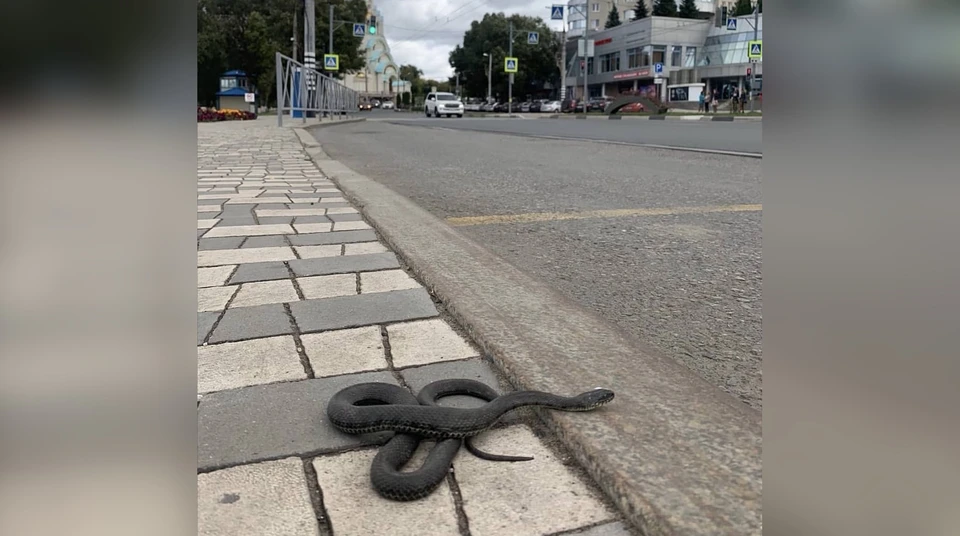 Фото змей в самаре