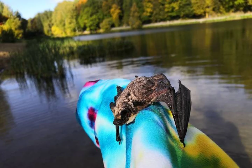 «Вижу в воде что-то барахтается»: нижегородка спасла утопающую летучую мышку. Фото: «Типичный Нижний Новгород»