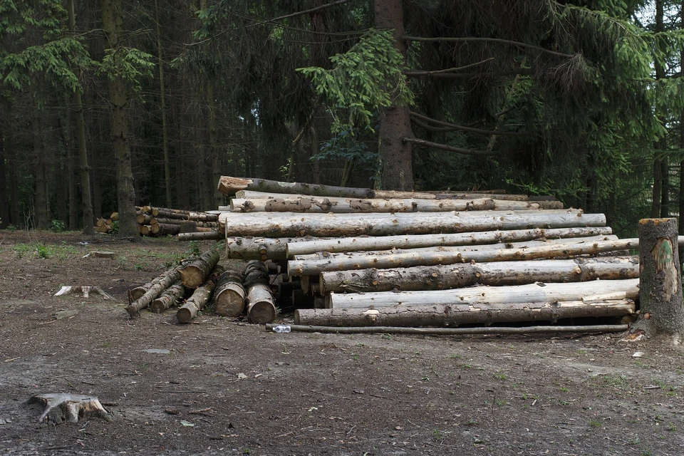 Житель Удмуртии погиб при заготовке древесины