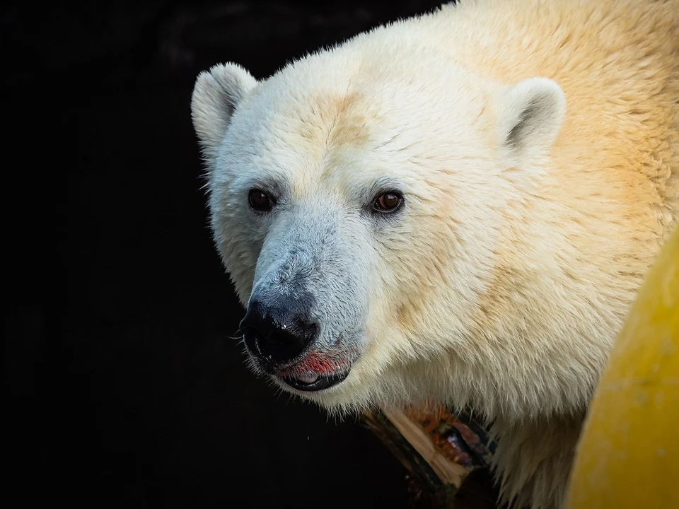 В Якутии браконьеры застрелили белого медвежонка. Фото: Роев ручей.