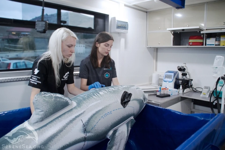 В автомобиле есть все необходимое для оказания помощи дельфинам. Фото: Центр изучения, спасения и реабилитации морских млекопитающих «Безмятежное Море»/VK