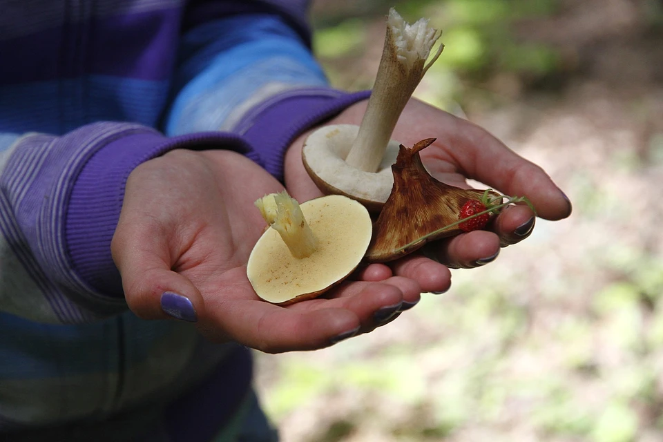 В следующем году в Красноярском крае создадут сеть по сбору грибов и ягод.