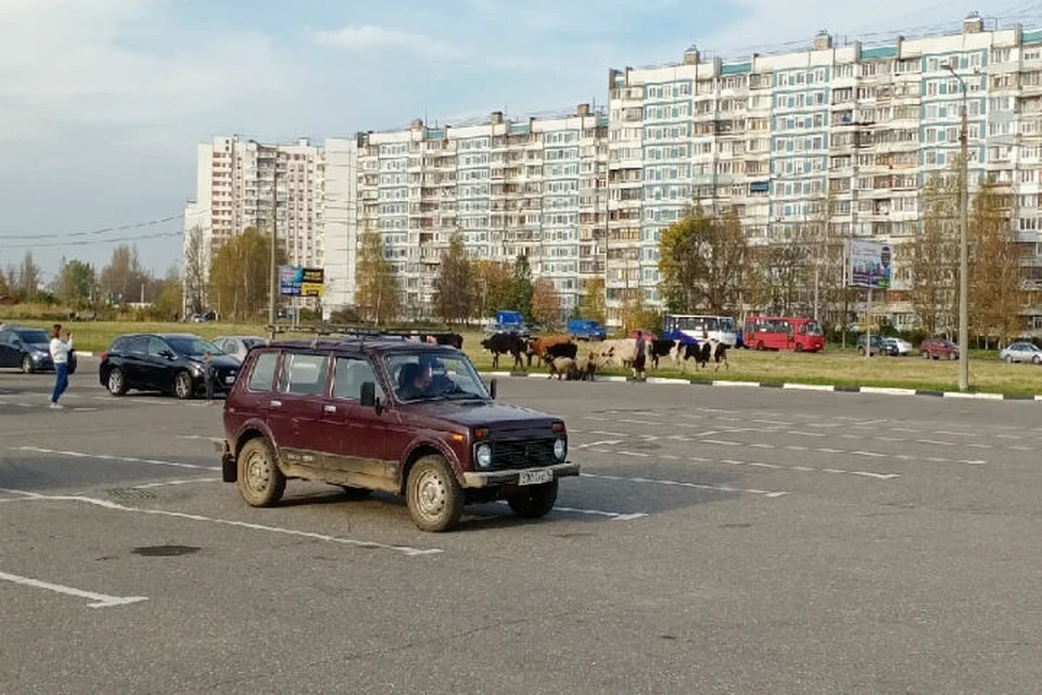 Буренки мирно паслись у многоэтажек. ФОТО: "Подслушано в Ярославле" ВКонтакте