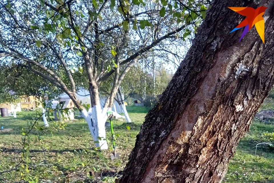 В октябре пора готовить сад к зиме
