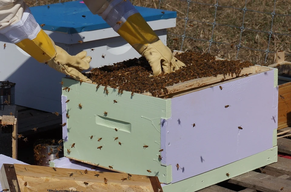 Летом 2019 года в республике погибло 213 пчелосемей. Ущерб был оценён примерно в 1,5 млн рублей.