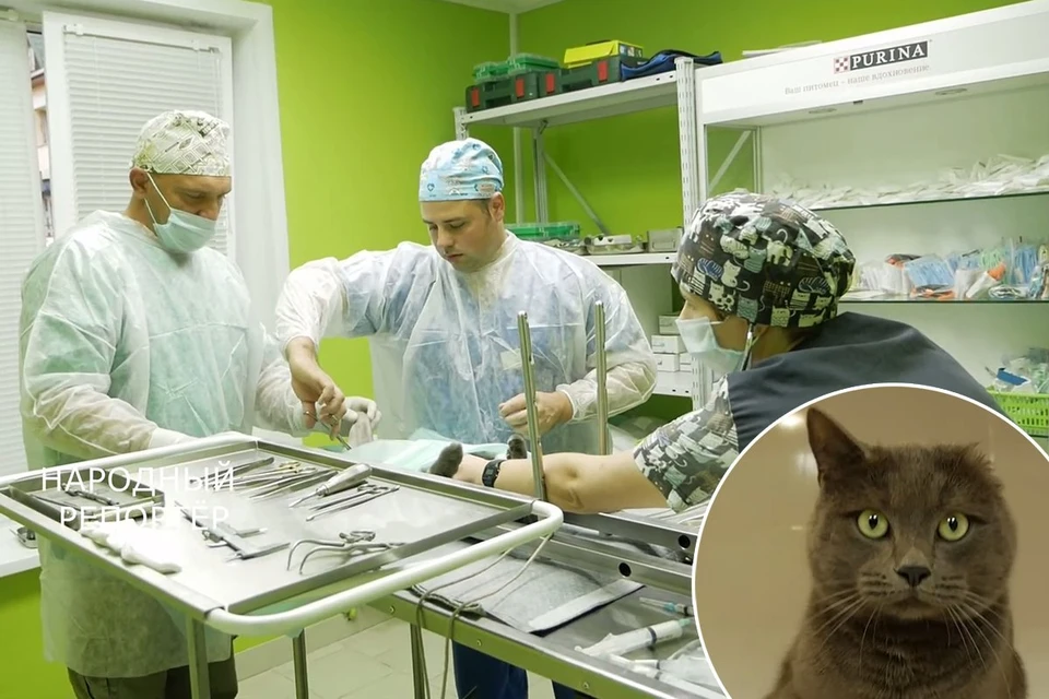 Впервые в Беларуси коту протезировали лапу. Счастливчиком стал британец по кличке Филя. Фото: кадр из видео