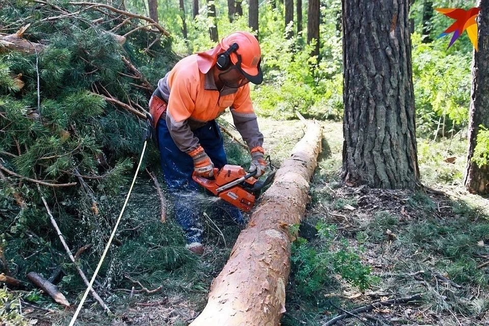 С начала года в России незаконно вырублено деревьев на 9,4 млрд рублей
