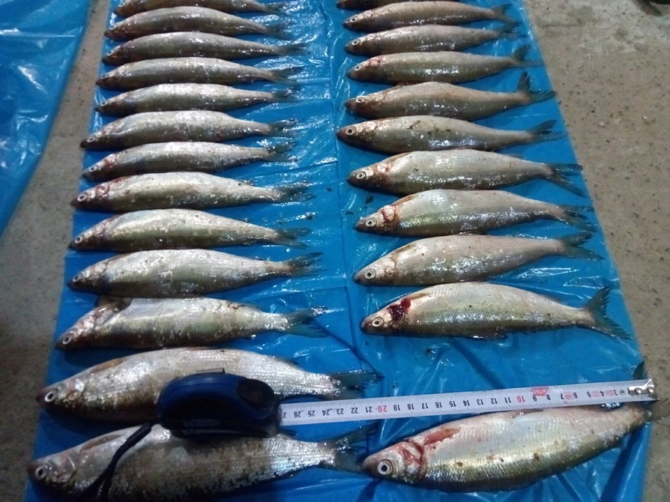 Ловись, рыбка! Ан-нет, не удалось печорским рыбакам нажиться добычей незаконно. Фото: пресс-служба МВД по Коми.