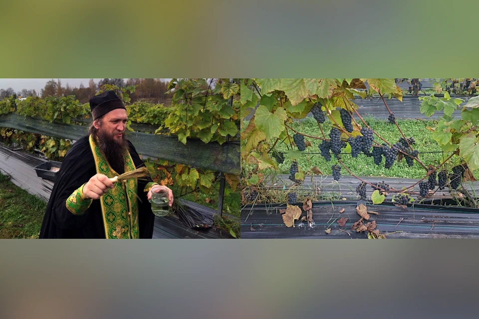 В Нило-Столобенской пустыни выращивают виноград для монастырского вина. Фото: сайт мужского монастыря Нило-Столобенская пустынь/nilostolobenskaja-pustyn.ru.