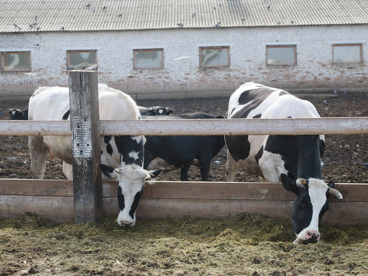 Купить поилки для коров | Цена на поилки для КРС