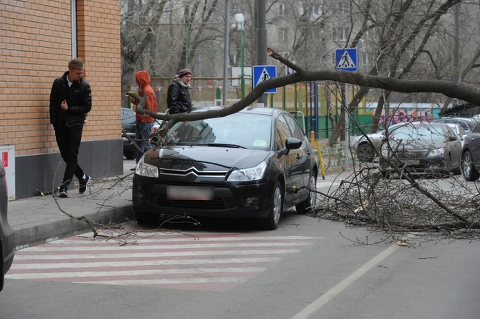 Вырывает деревья с корнем: в Кузбассе ожидается ураганный ветер