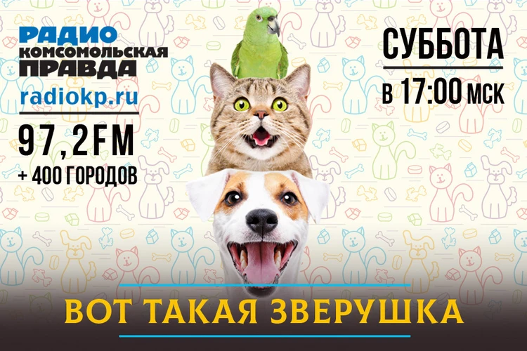 Социальная дистанция для собак: эффективная мера профилактики коронавируса или глупый совет?