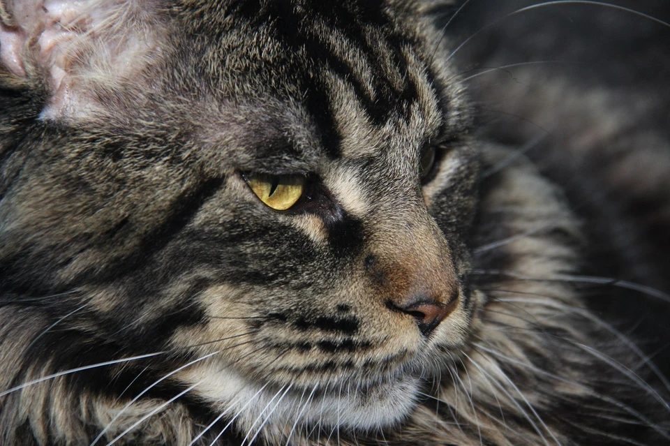 Фотография из сообщества «ORIGINAL ROOTS питомник кошек Мейн-Кун» «ВКонтакте»