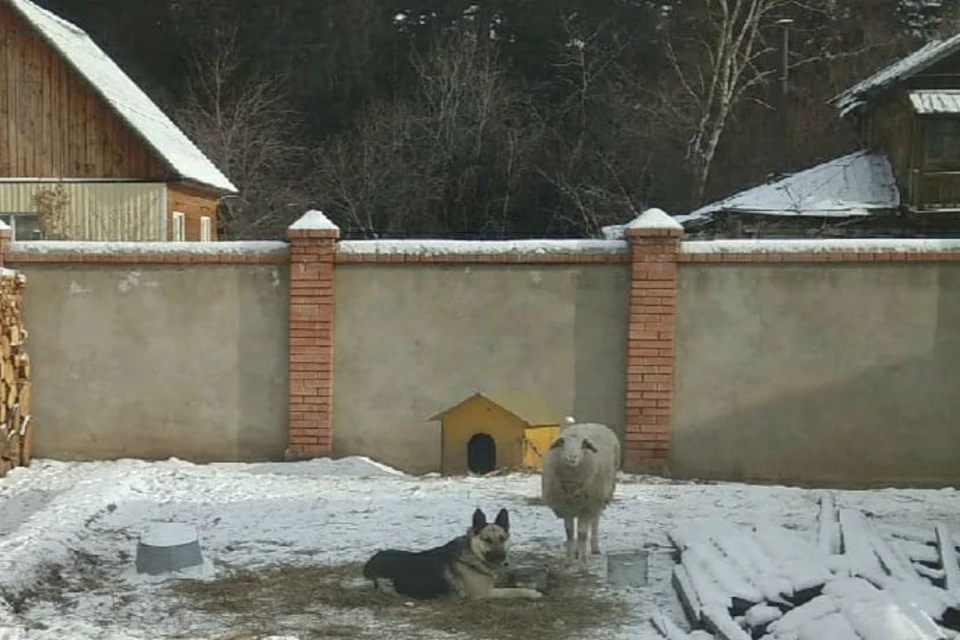 Овчарка приютила одинокую овечку во дворе частного дома. Фото: "Аноним 03"