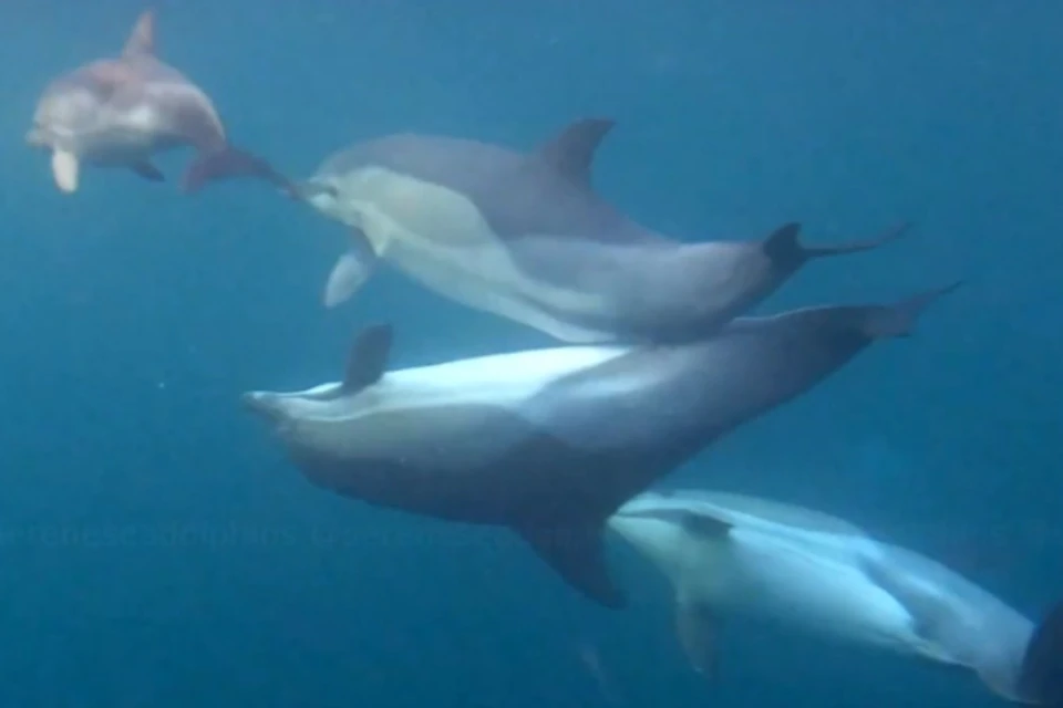 Дельфины добиваются взаимности от самки. Фото: кадр видео Центр реабилитации дельфинов «Безмятежное Море»/VK