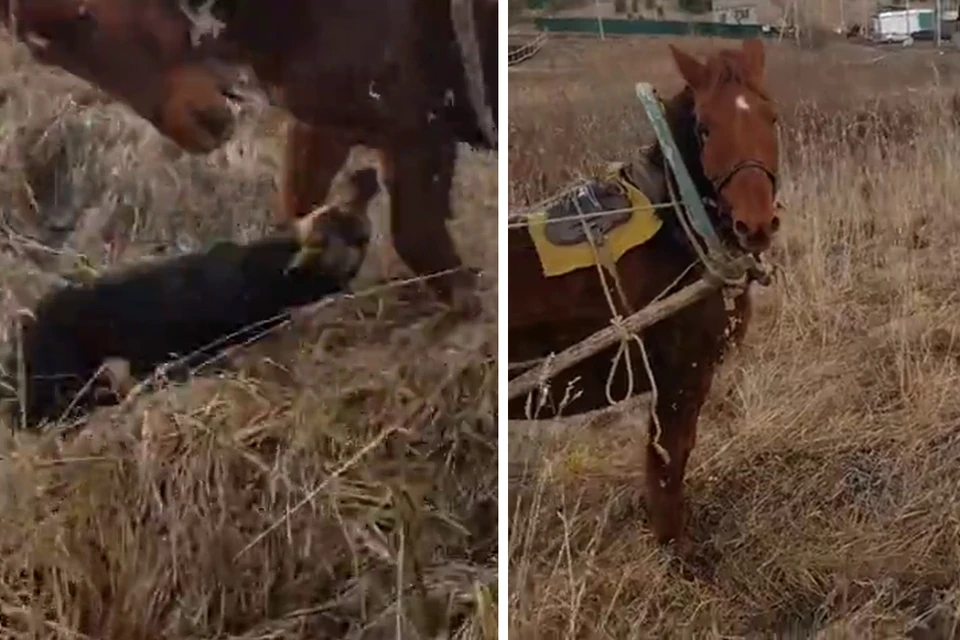 Эмоциональное видео со спасением коня разошлось по сети