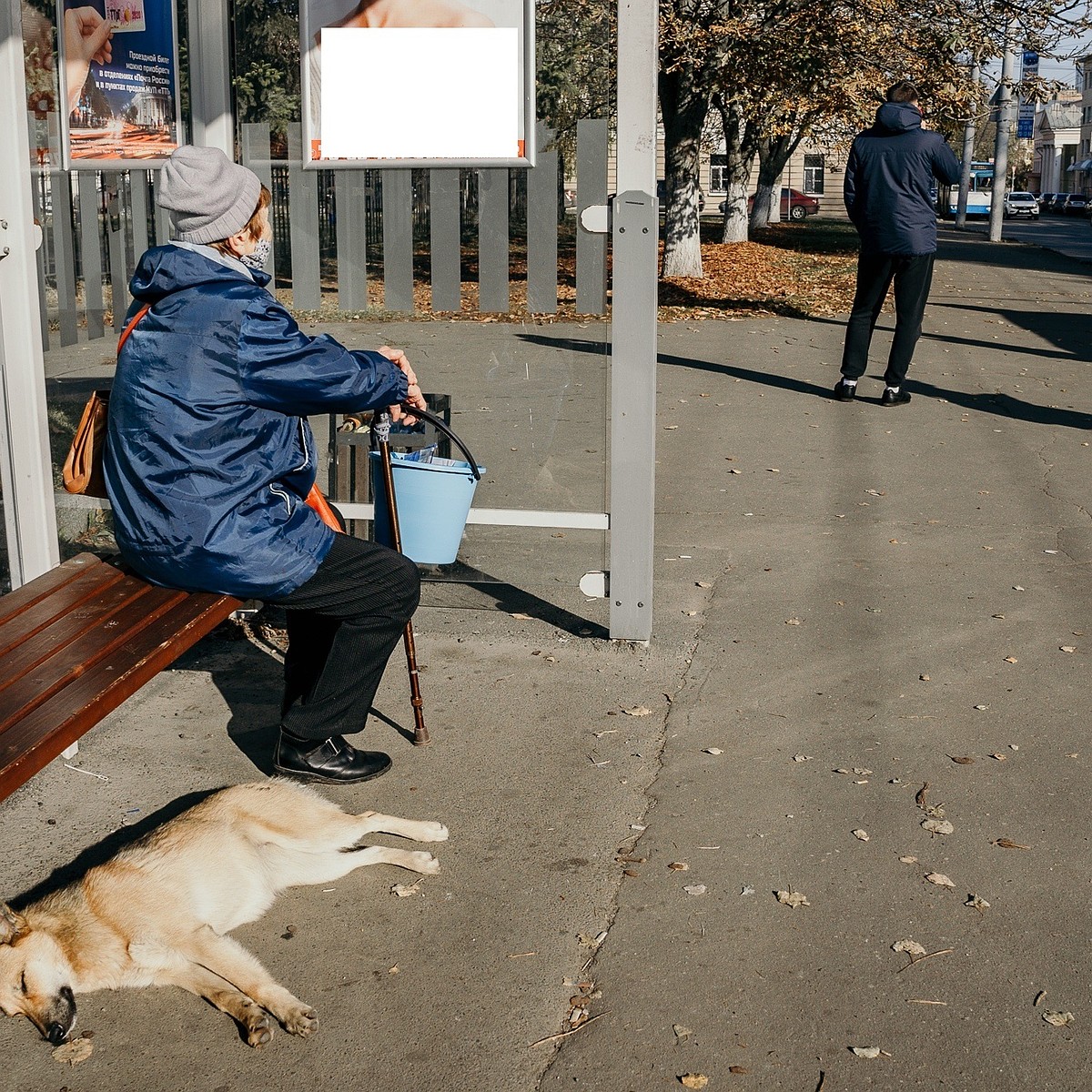 Государственный приют для собак в Орле: когда появится и спасет ли город от  бродячих животных - KP.RU