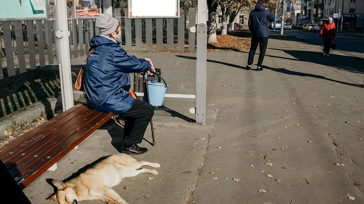 Помощь животным ачинск