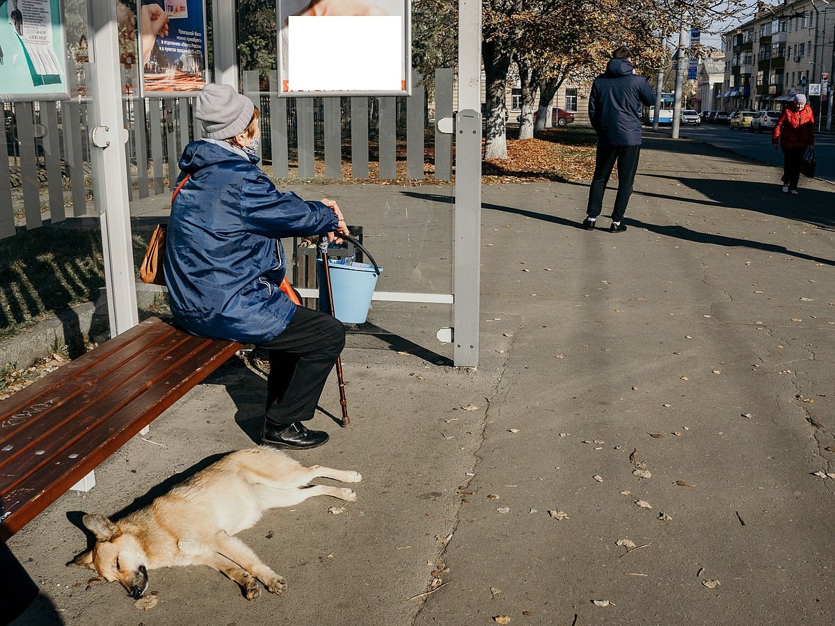 Государственный приют для собак в Орле: когда появится и спасет ли город от  бродячих животных - KP.RU