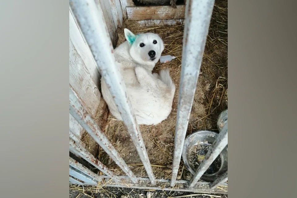 Как спасали Соню: собаку из Киренска, которая полгода скиталась по приютам, нашли в иркутском питомнике. Фото: Инстаграм питомника К-9