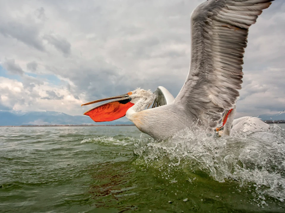 Фото из экологического атласа Азовского и Черного морей, изданного НК "Роснефть"