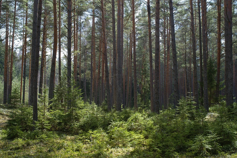 Нужны четкие и явные законы, не позволяющие захватывать наше национальное достояние – лесной фонд