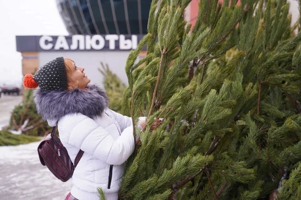Купить сосну можно по цене от 500 рублей.