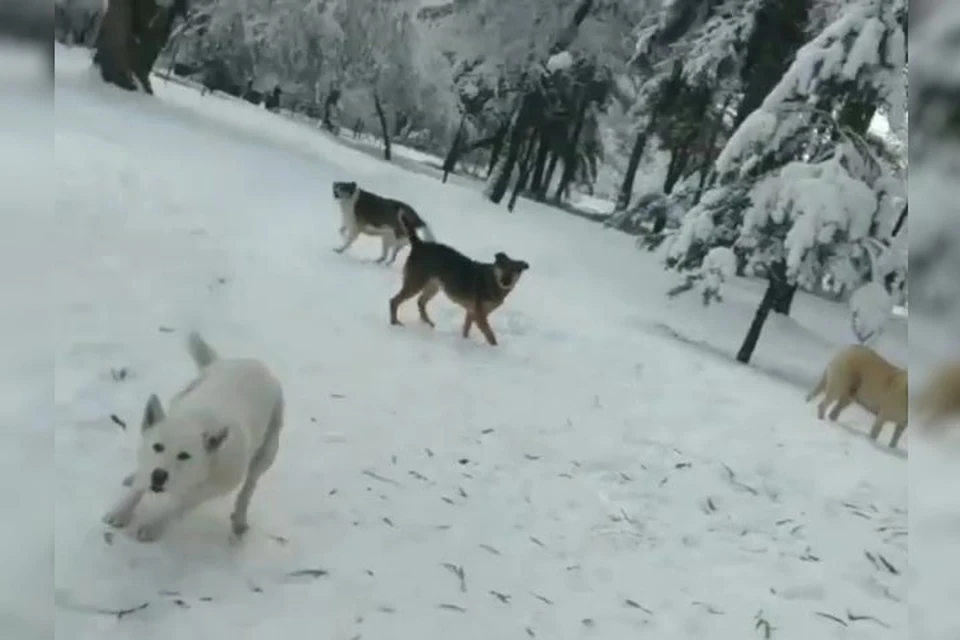 Бродячие собаки нападают на людей фото