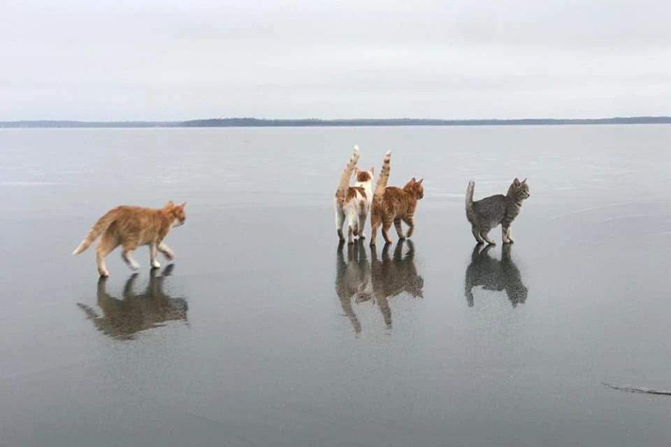 Зимняя прогулка по озеру Сиг котам понравилась. Фото: Дмитрий Шубин.