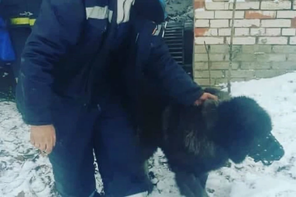Пожарные спасли огромную собаку из колодца в Ленобласти
