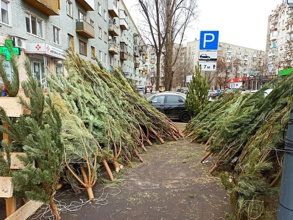 почему не продают елки на улице 2023. елка на улице продается. почему не продают елки на улице 2023. елочный базар красноярск. ёлочные базары в самаре 2022.
