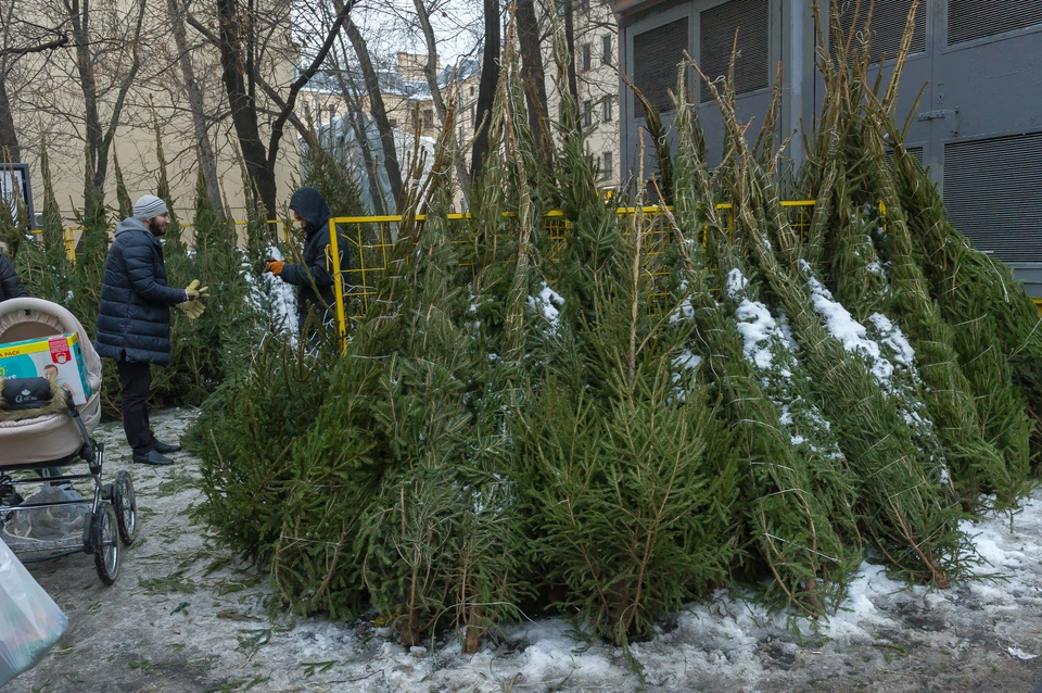 В Петербурге работают около 70 легальных елочных базаров.